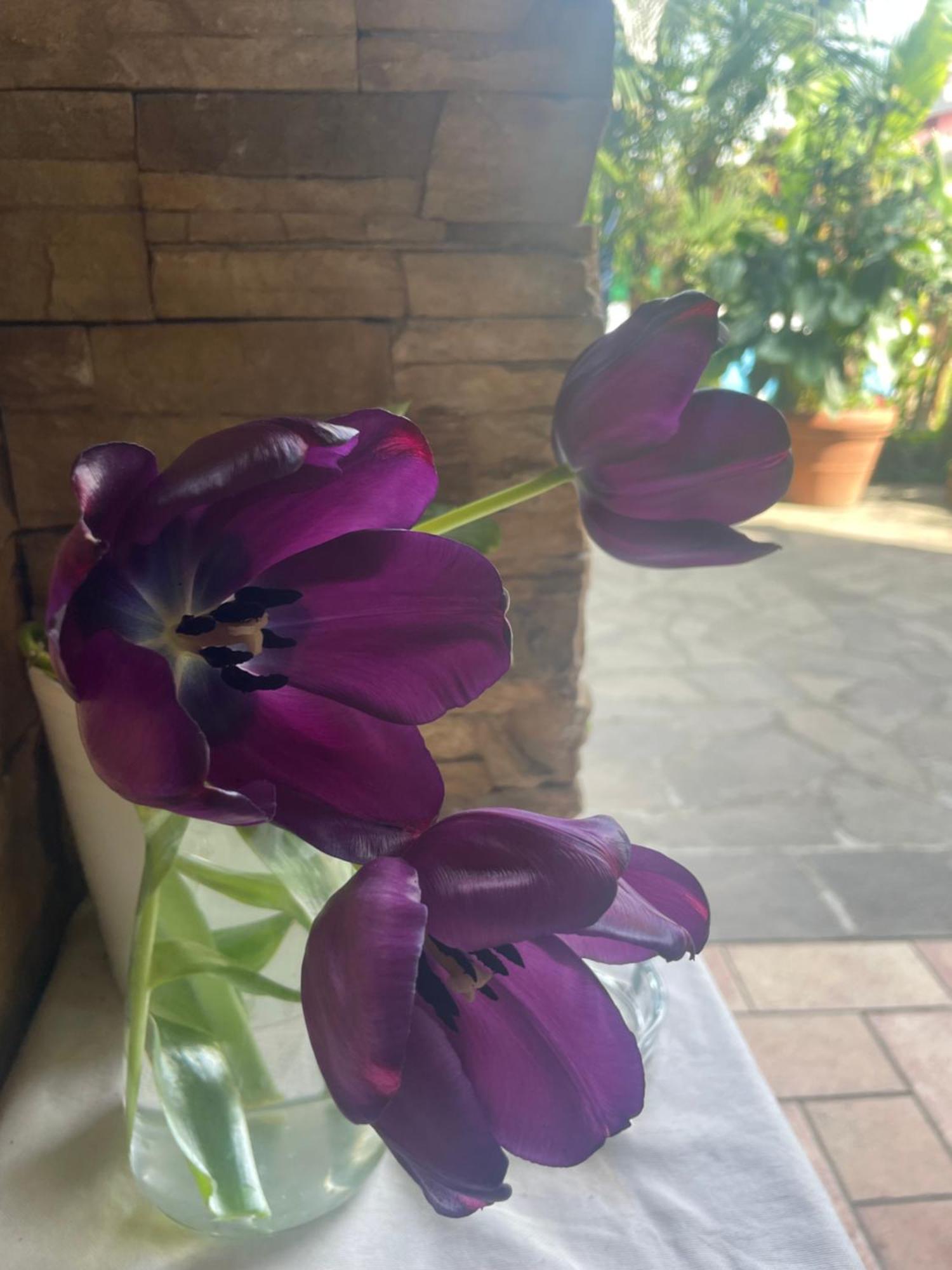 Il Giardino Di Emilia - Intero Appartamento In Villa Con Giardino Privato E Piscina Estiva Pontirolo Nuovo エクステリア 写真