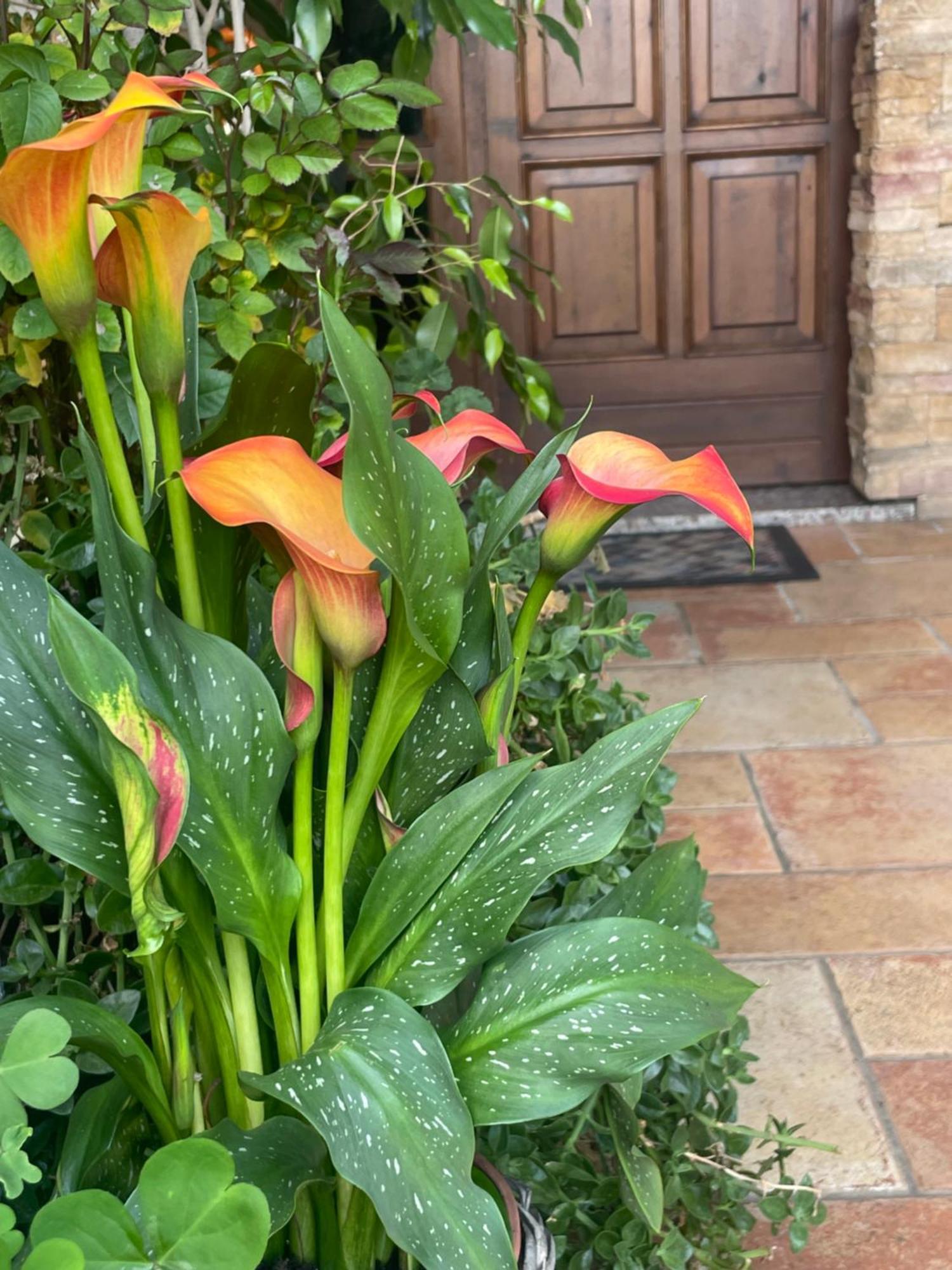 Il Giardino Di Emilia - Intero Appartamento In Villa Con Giardino Privato E Piscina Estiva Pontirolo Nuovo エクステリア 写真
