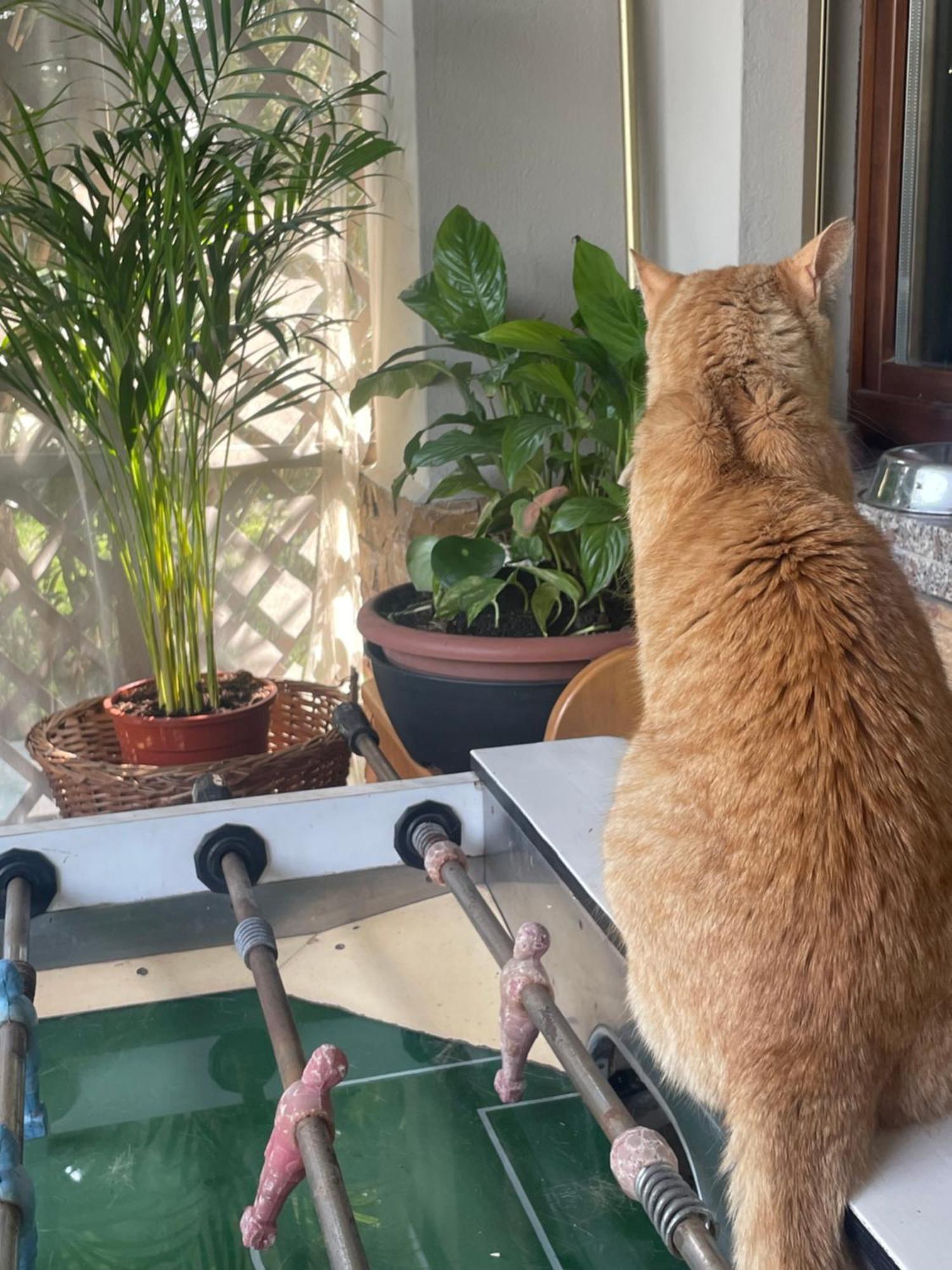 Il Giardino Di Emilia - Intero Appartamento In Villa Con Giardino Privato E Piscina Estiva Pontirolo Nuovo エクステリア 写真