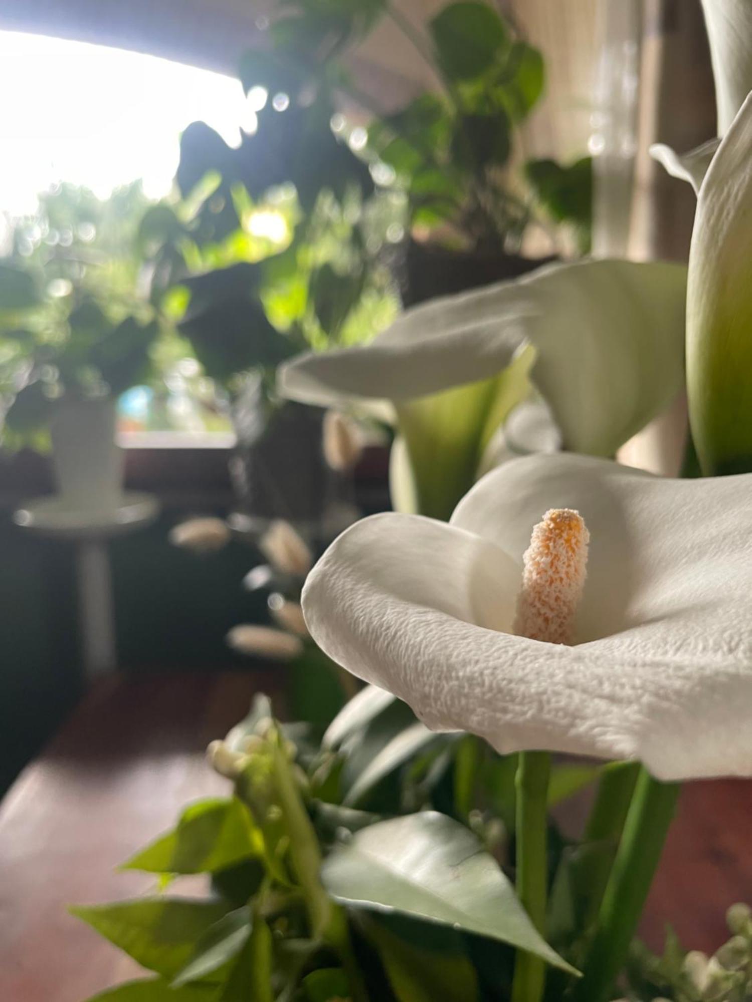 Il Giardino Di Emilia - Intero Appartamento In Villa Con Giardino Privato E Piscina Estiva Pontirolo Nuovo エクステリア 写真